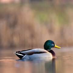 duck on the lake