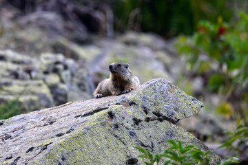 La marmotte