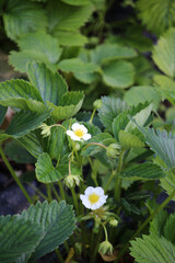 flower in the garden