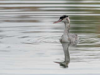 Grèbe huppé