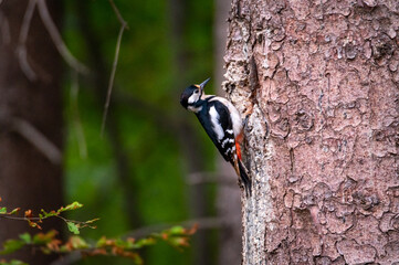 motley bird Great Spotted Woodpecker sitting on a spruce trunk near a cavity carrying food for its young in the Czech Republic
