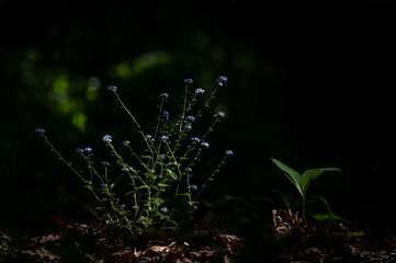 A blue flower of Veronica chamaedrys the germander speedwell bird's-eye speedwell lit by the sun...