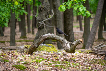 black bird blackbird sitting on the trunk of a dead oak in the middle of an oak forest in the Czech Republic
