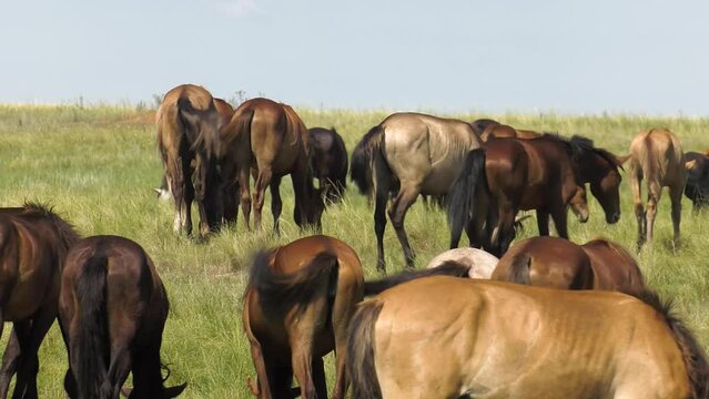 Volga region, Orenburg oblast. A herd of horses in a pasture.