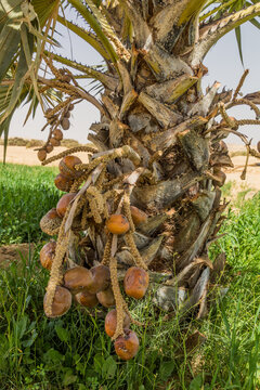 Doum palm (Hyphaene thebaica) fruits, Egypt