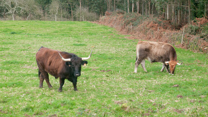 Toros de grandes cuernos en ladera de monte