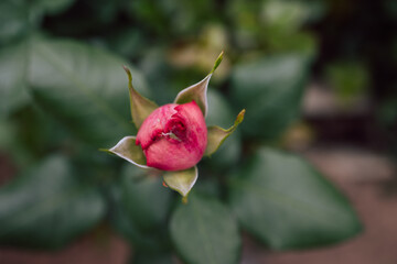 Rosebuds in the garden over natural background, red roses buds in greenhouse