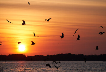 Silhouette bird with sunset background