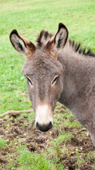 Obraz na płótnie Canvas Cabeza de burro gris