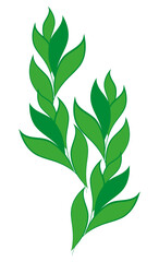 Green leaves branch decoration natural eco illustration