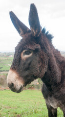 Retrato de burro de pelo oscuro