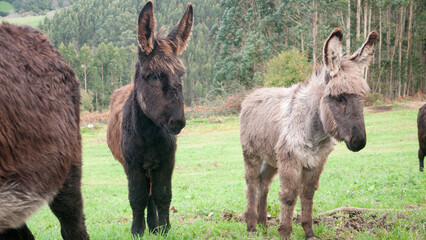 Burros en monte en Asturias