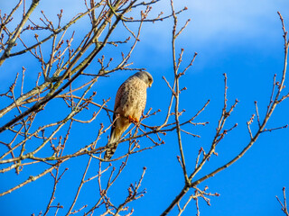 kestrel a bird of prey species belonging to the kestrel group of the falcon family perched on a branch with blue sky in the background
