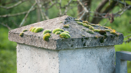 Manchas de musgo verde en puerta de hormigón
