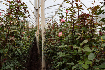 Pink buds in the garden over natural background, pink roses in greenhouse