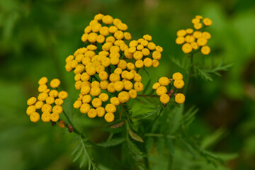 gemeiner Rainfarn (Tanacetum vulgare)	