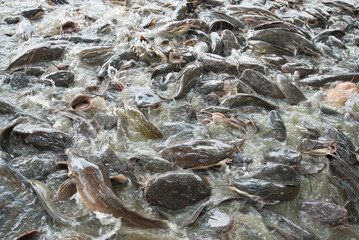 close up of fish in water