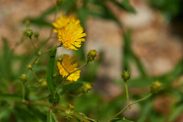 Doldiges Habichtskraut (Hieracium umbellatum)	