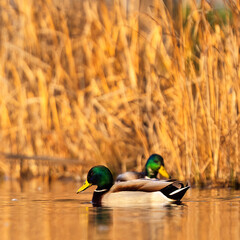 duck in the pond