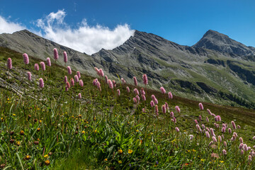 Paysage du Queyras en été , Hautes-Alpes