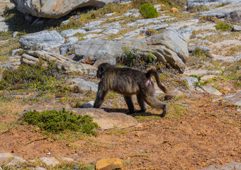 Pavian am Kap der guten Hoffnung in Süd Afrika