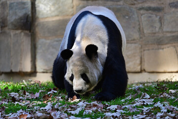 giant panda bear