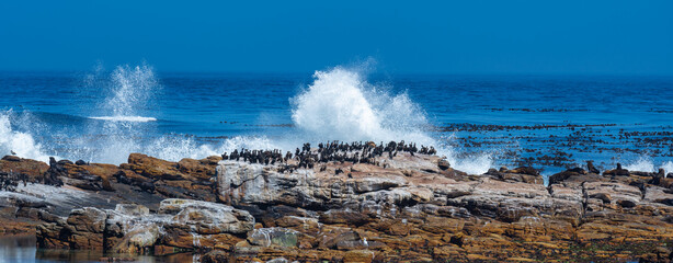 Südafrikanische Seebären oder Seelöwen und Kormorane auf Meeres Felsen am Kap der guten Hoffnung...