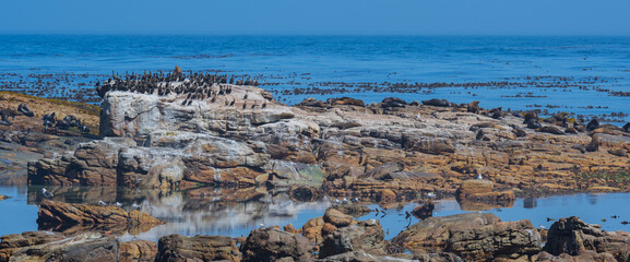 Südafrikanische Seebären oder Seelöwen und Kormorane auf Meeres Felsen am Kap der guten Hoffnung...