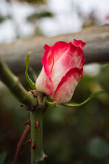 Pink red rose buds in the garden over natural background, pink roses in greenhouse