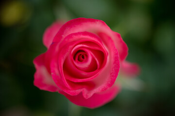Pink red rose buds in the garden over natural background, pink roses in greenhouse
