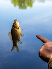 River crucian carp caught on the bait, fresh freshwater fish hanging on the hook, side view. The...