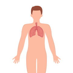 Bronchus trachea organ illustration. Male silhouette with lungs isolated on white background. Anatomy, medicine concept. Bronchus trachea vector illustration