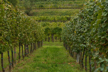 Fototapeta na wymiar Italian vineyards in the late summer
