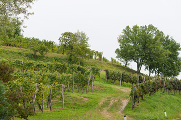 Italian vineyards in the late summer