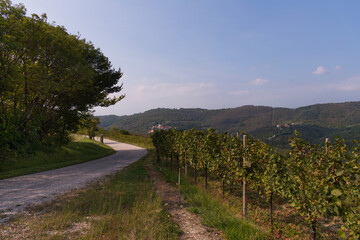 Fototapeta na wymiar road in the gorizian vineyards