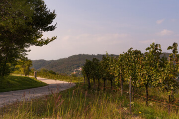 road in the gorizian vineyards