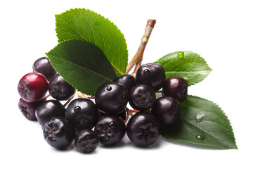 Aronia melanocarpa (black chokeberry) with leaves isolated png