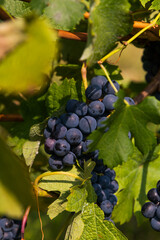 Grapes in the summer vineyard