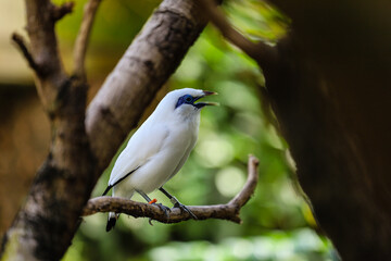 a leucopsar rothschildi bird chirping on a tree branch