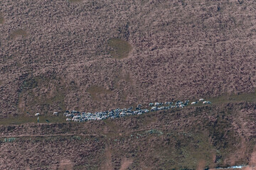 A picture from afar, as people and a shepherd dog drive a flock of sheep along a narrow path