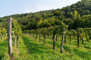 Fototapeta na wymiar Italian vineyards in the late summer