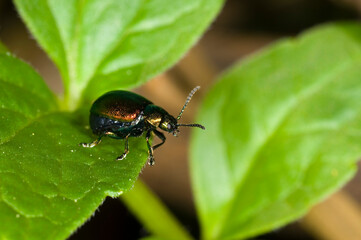 Close up of the green dock leaf beetle Gastrophysa viridula