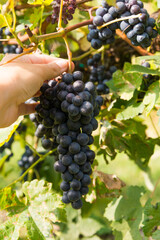 Female hand gathering grapes in the vineyard