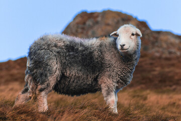 A full-length shot of a sheep in full frame