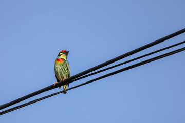 The colorful Oriole bird is live in nature on power line at thailand