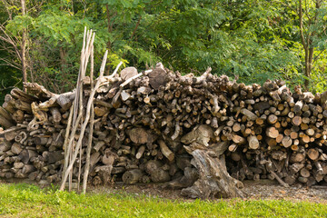 wood pile in the forest