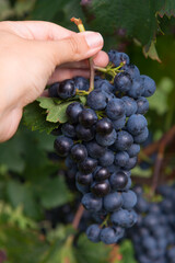 Female hand gathering grapes in the vineyard