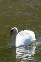 Mute swan Anas olor, Male, swimming serenely up the river Cherwell in Oxfordshire.