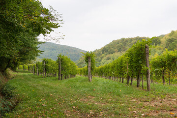 Vineyards in Italy and Slovenia late summer