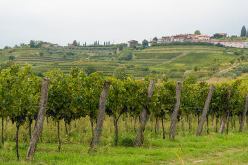 Fototapeta na wymiar Vineyards in Italy and Slovenia late summer and a village in the background